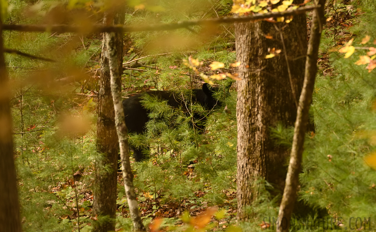 Ursus americanus americanus [400 mm, 1/320 sec at f / 7.1, ISO 1600]